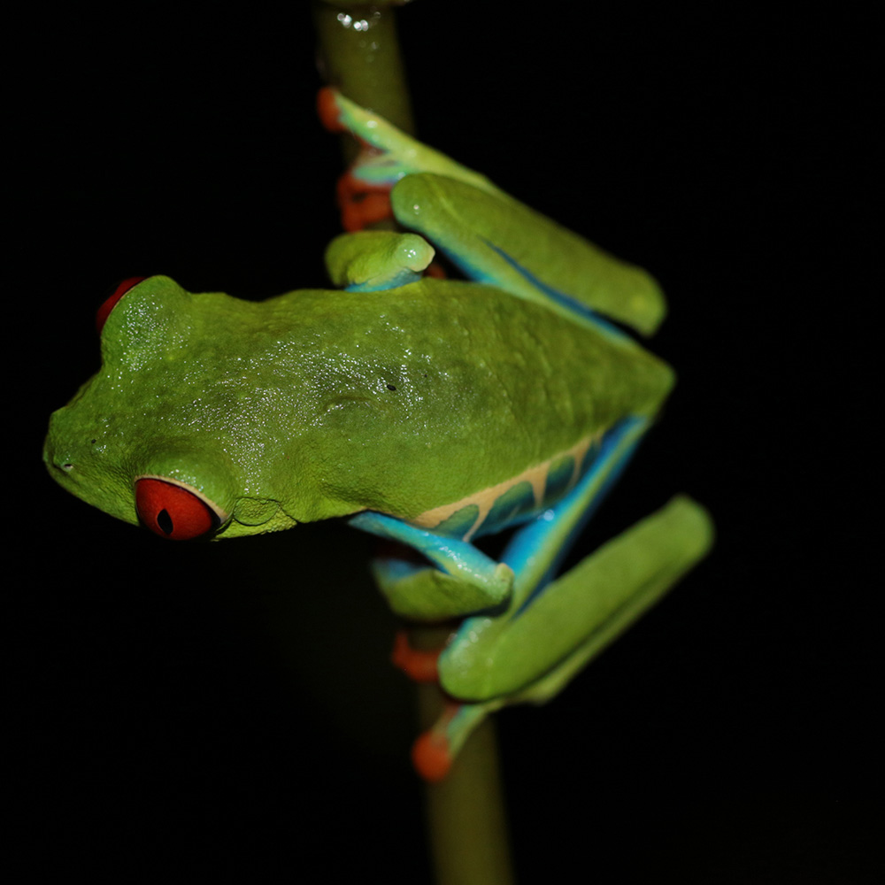Red-eyed Leaf Frog